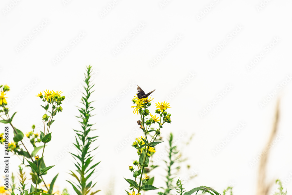 black swallowtail butterfly on sunflowers against a white sky. Space for text. black swallowtail butterfly on sunflowers against a white sky. Space for text.
