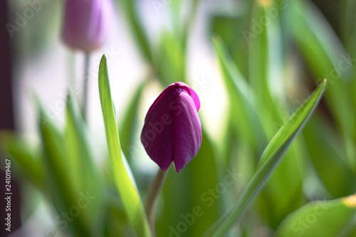 tulip on green background among leaves