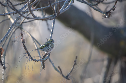 Karabaşlı iskete » Spinus spinus » Eurasian Siskin photo