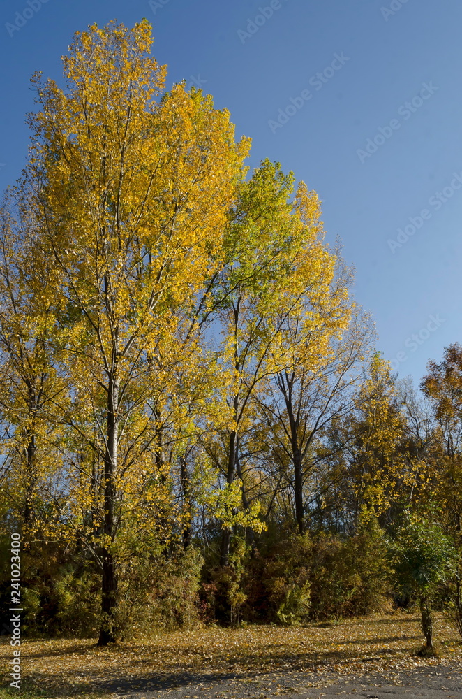 Autumn in South Park in Sofia Bulgaria