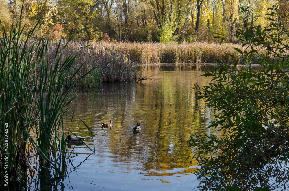 Autumn in South Park in Sofia Bulgaria Autumn in South Park in Sofia Bulgaria