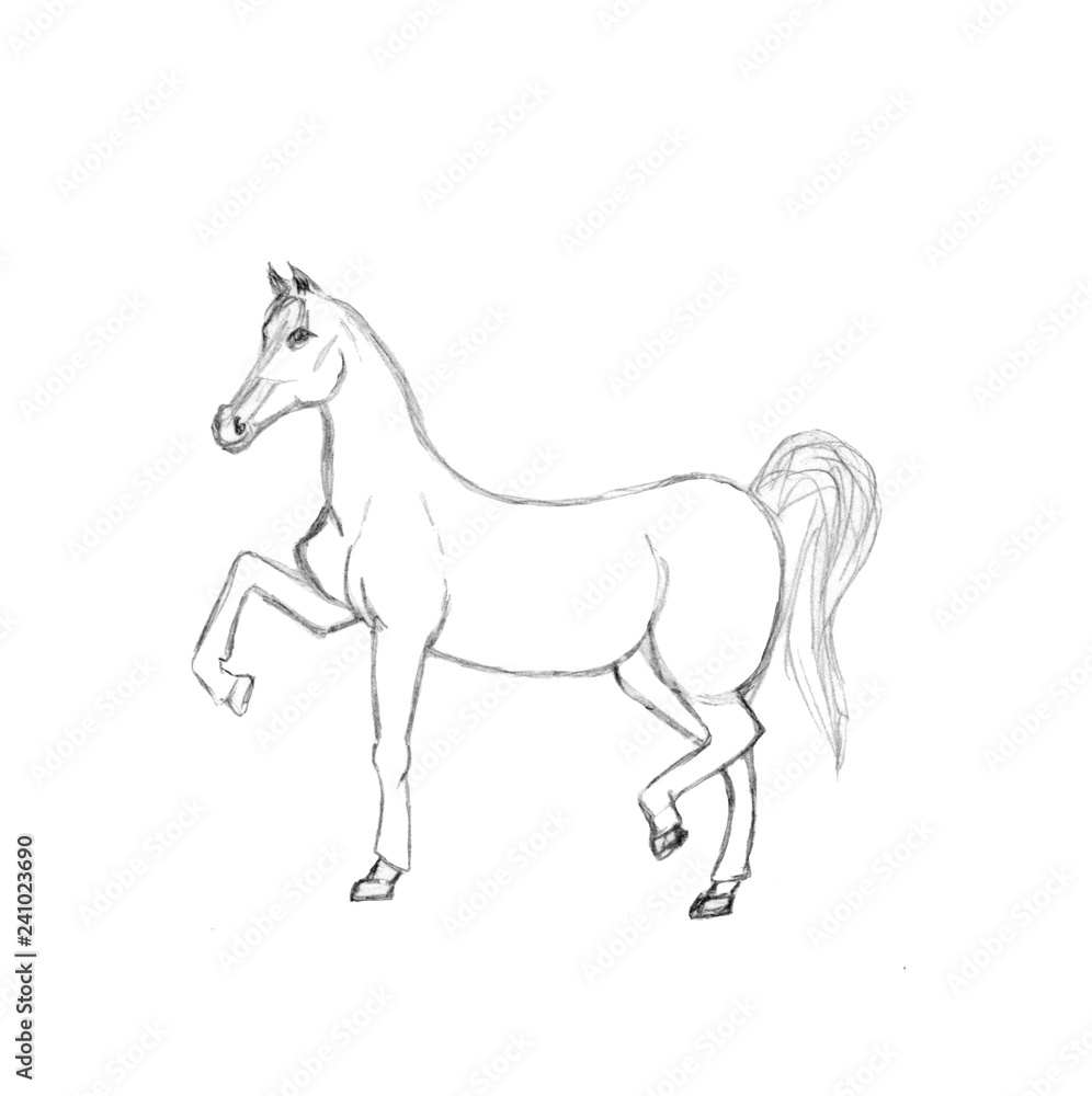 Obraz premium Graficzna ilustracja konia. Szkic ołówkiem ogiera na białym tle. Ręcznie rysowane grafiki. Koń idący z wdziękiem w wolnym chodzie lub stojący z na wpół uniesionym kopytem.