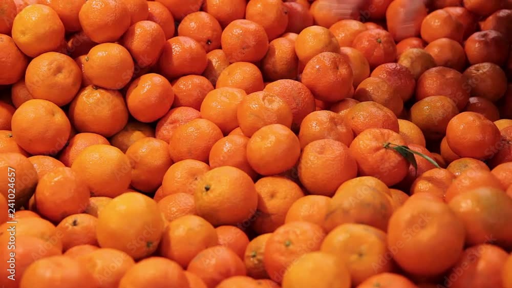 tangerine harvest. many tangerines.mandarine close up tangerine harvest. many tangerines.mandarine close up