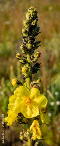 flowering mullein meadow on a sunny day.