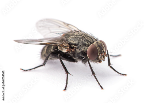 Photographie fly isolated on a white