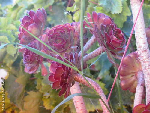 Rossetten blume im Sommer photo