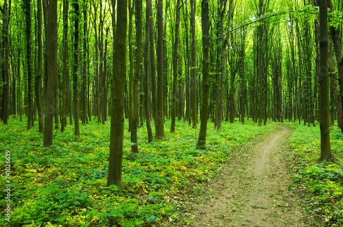 Fototapeta Naklejka Na Ścianę i Meble -  Path in green forest