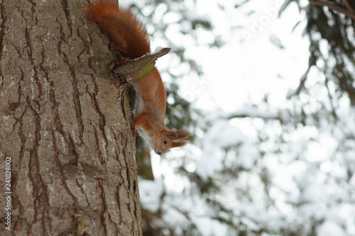 Cute red squirrel sitting on tree trunk in winter forest.