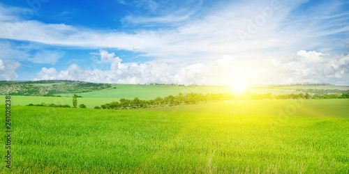 Green field and blue sky with light clouds. Above the horizon is a bright sunrise. Wide photo.