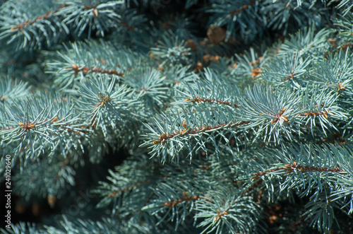 Blue spruce branches on a green background