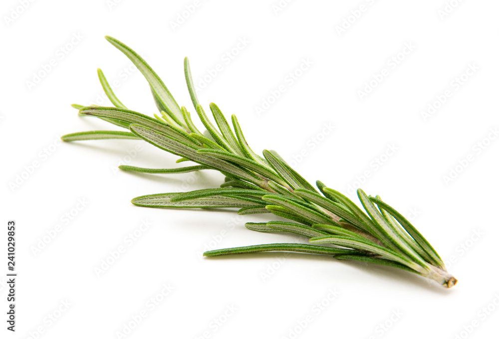Fototapeta premium Twig of rosemary on a white background