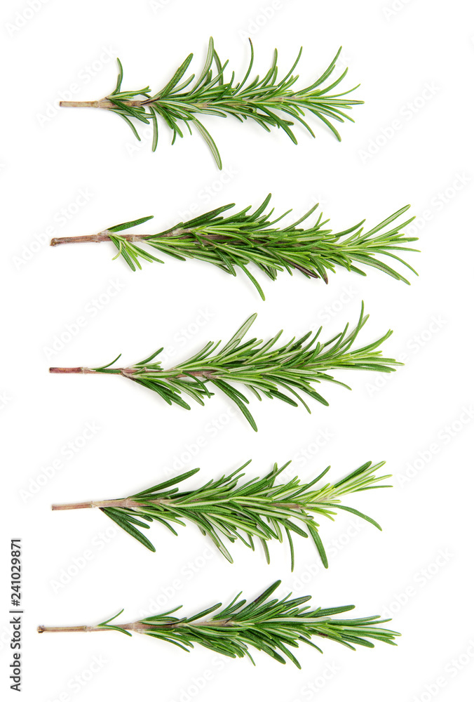 set of fresh rosemary on a white background set of fresh rosemary on a white background