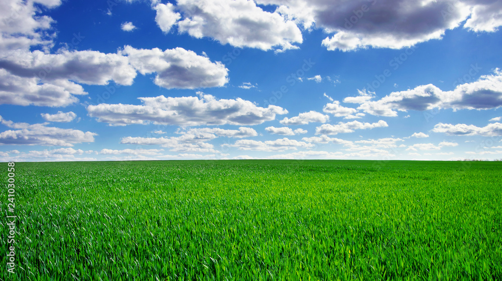 Image of green grass field and bright blue sky Image of green grass field and bright blue sky