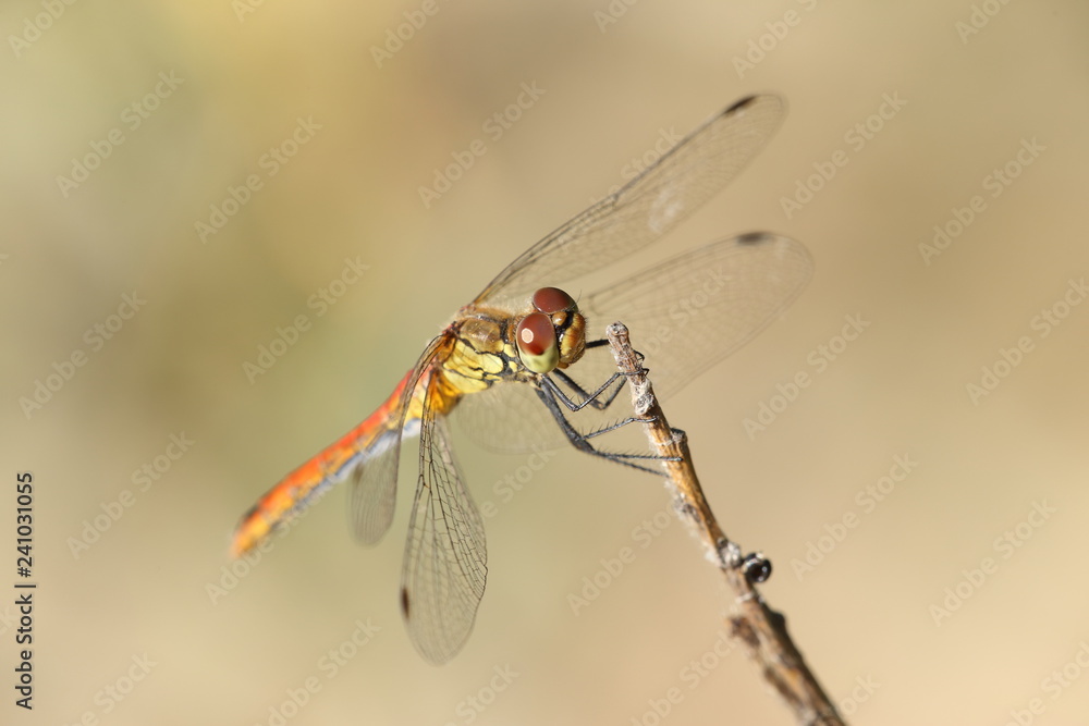 Fototapeta premium Ważka Szablak Krwisty 