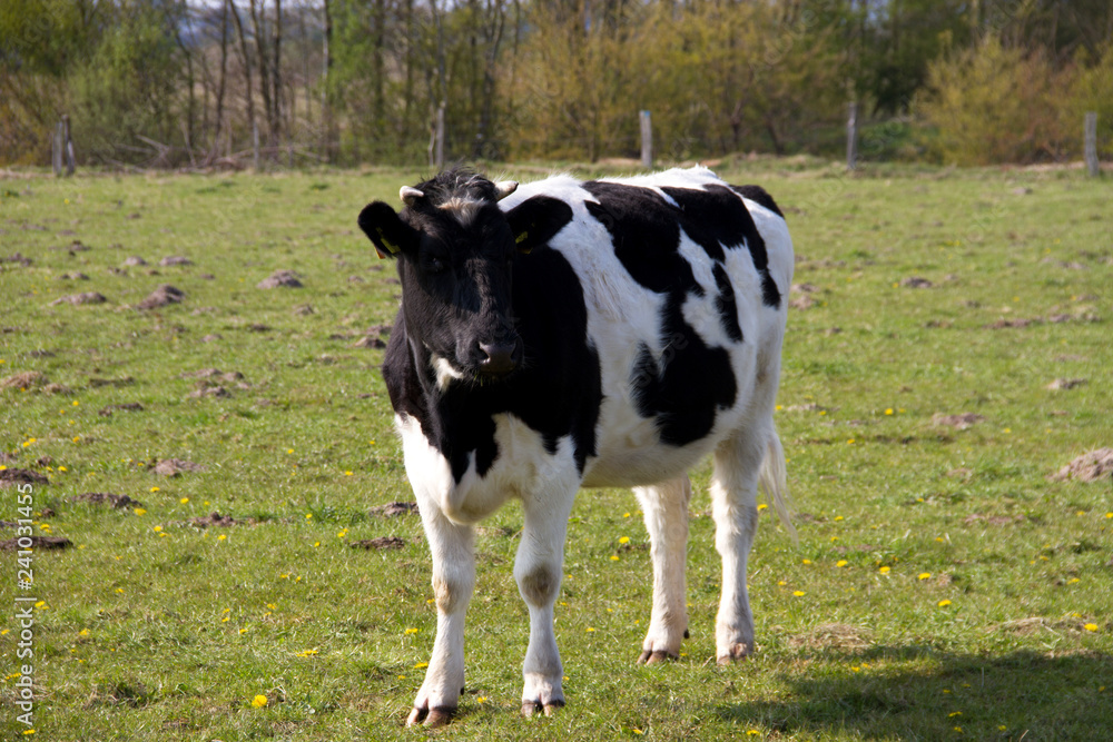 vollansicht einer schwarz weißen kuh auf der weide stehend in niederlangen emsland deutschland fotografiert während eines spaziergangs in der natur in farbe