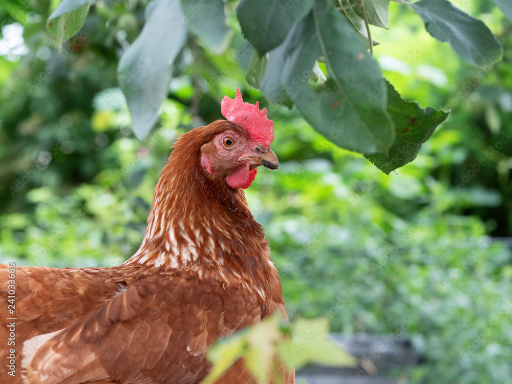brown chicken on organic farm