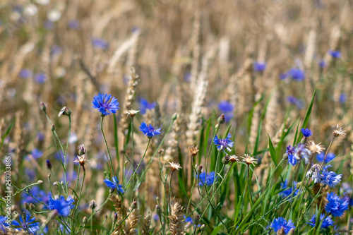 blue cornflowers in the cereal field