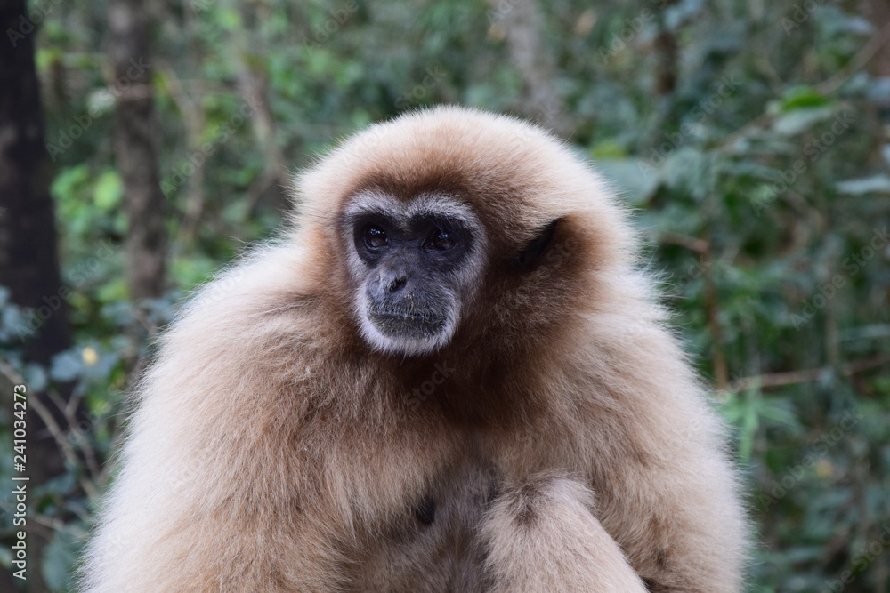 Fototapeta premium Monkey