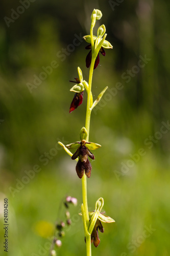 Wallpaper Mural Fliegenragwurz Torontodigital.ca