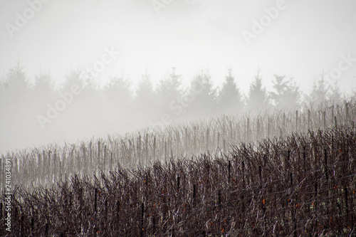 A vineyard in winter of bare vines is layered in mist and backed by ghosts of evergreen trees rising in the fog.