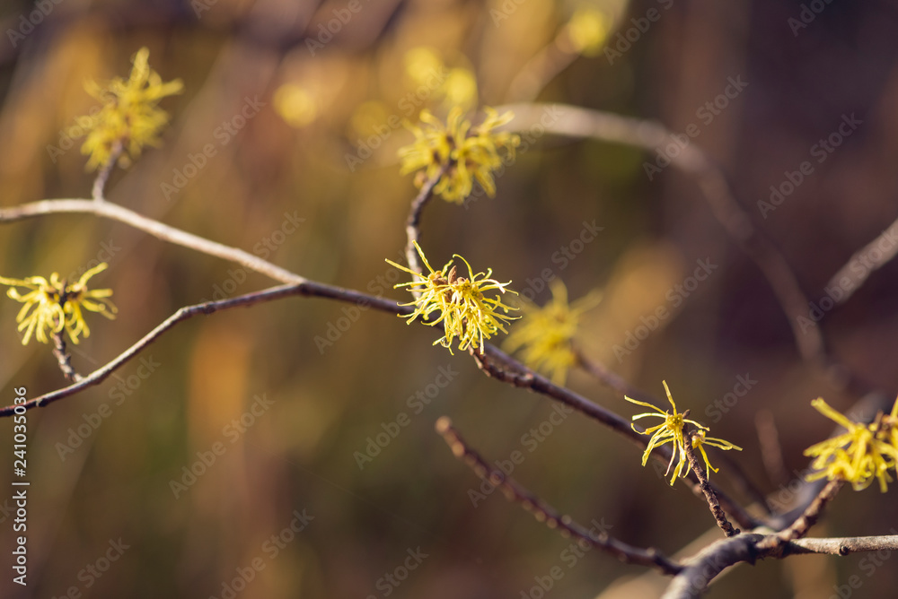 Yellow witch hazel flowers blooming in the winter Yellow witch hazel flowers blooming in the winter