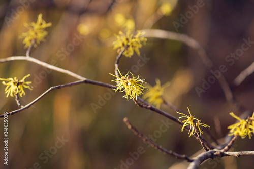 Yellow witch hazel flowers blooming in the winter © Amy Buxton