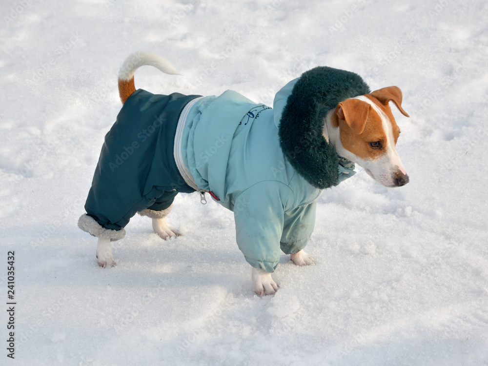 Jack Russell Terrier in winter clothes standing in the snow Stock Photo |  Adobe Stock