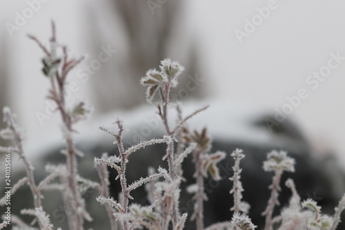 Frosty plants
