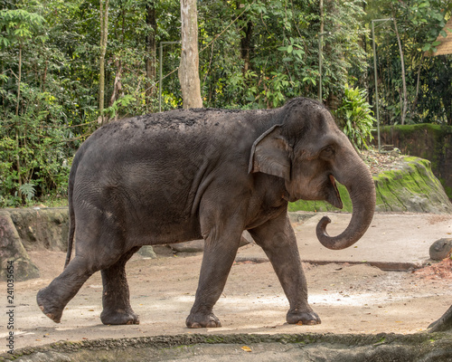 Asian elephant, Elephas maximus, in Singapore zoo