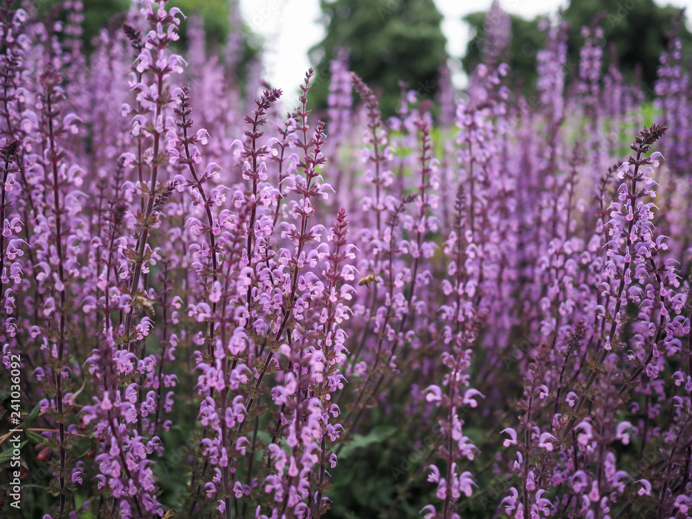Naklejka premium Tall racemes of purple wild flowers, Salvia Serenade cultivar in bloom