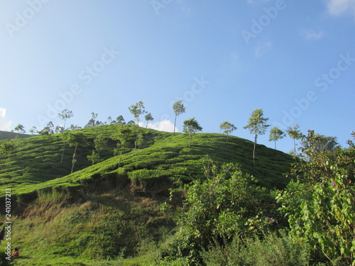 view of a  green landscape
