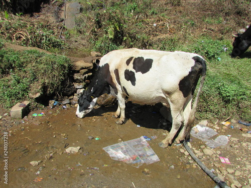 cow in the field