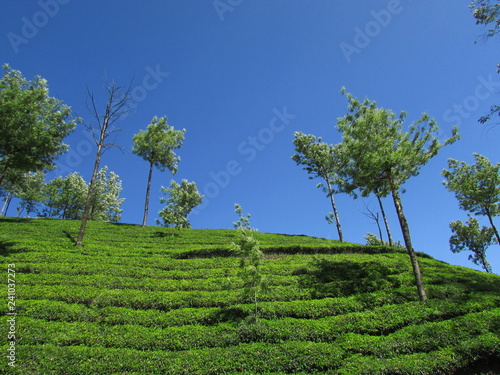 trees in a field