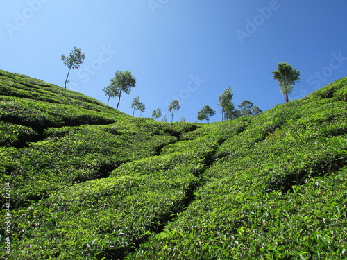 green landscape with trees and blue sky