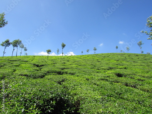 trees in a field