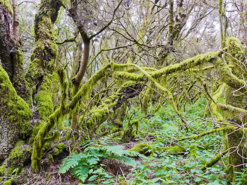 Fototapeta premium Laurel forest in fog, El Hierro, Canary Islands, Spain