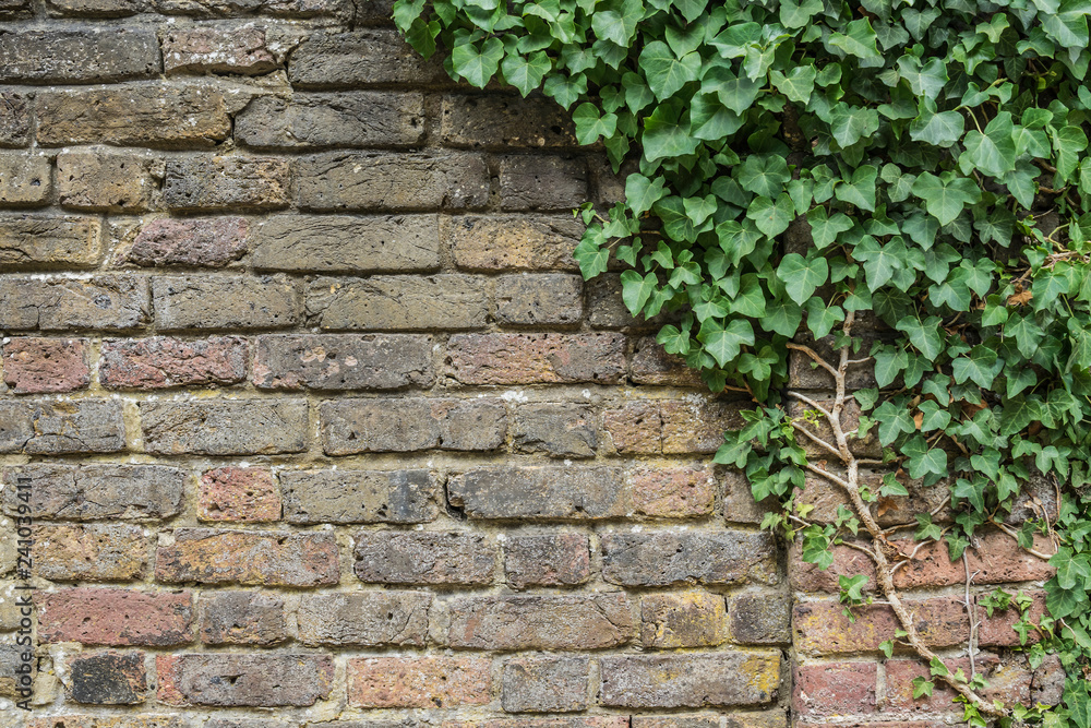 brick wall with ivy on a graveyard brick wall with ivy on a graveyard
