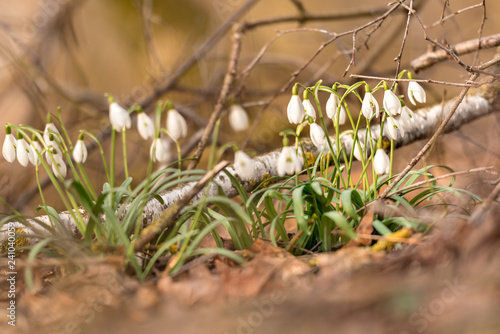 Fototapeta Naklejka Na Ścianę i Meble -  beautiful spring flowers in the forest. Snowdrop