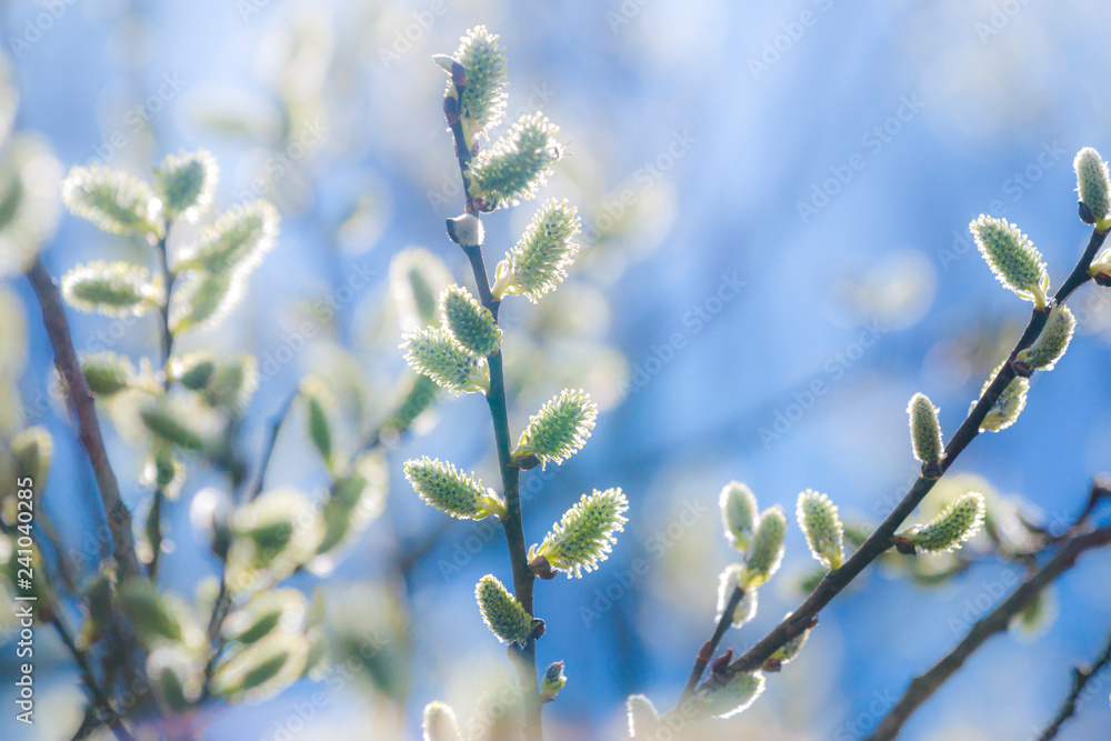 Fototapeta premium Pussy-willow branches with catkins, spring background