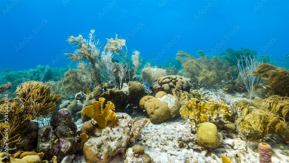 Seascape of coral reef in Caribbean Sea around Curacao at dive site Duane's Release with various coral and sponge Seascape of coral reef in Caribbean Sea around Curacao at dive site Duane's Release with various coral and sponge