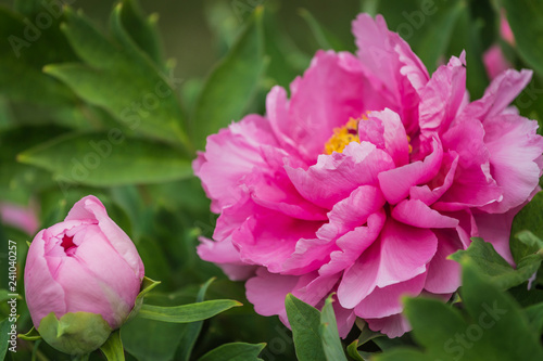 Bright Rose fuchsia color Peony flower Paeonia suffruticosa or tree peony, spring background photo