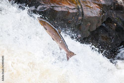 Large Atlantic salmon leaping up the waterfall on their way migration route to their spawning grounds photo