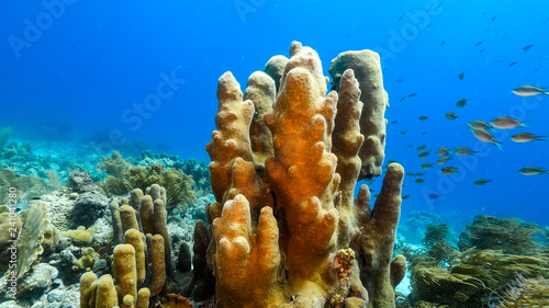 Seascape of coral reef in Caribbean Sea around Curacao at dive site Duane's Release with pillar coral and sponge