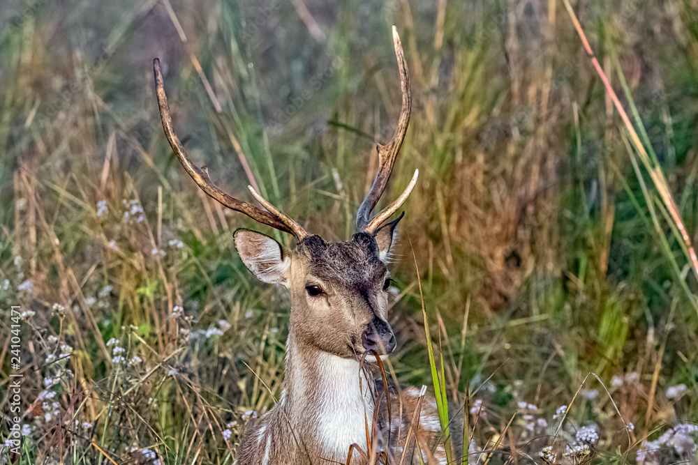 Portrait of young male chital or cheetal (Axis axis), also known as spotted deer or axis deer - Jim Corbett National Park, India Portrait of young male chital or cheetal (Axis axis), also known as spotted deer or axis deer - Jim Corbett National Park, India