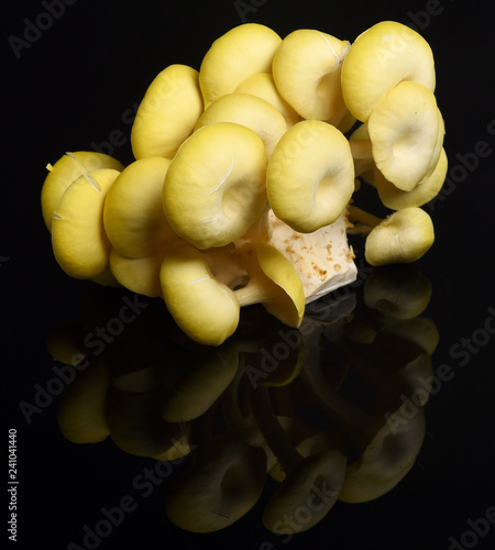 cogumelos amarelos estudio 2 (ID: 241041440)
