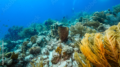 Seascape of coral reef in Caribbean Sea around Curacao at dive site Duane's Release with various coral and sponge