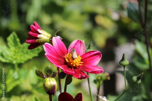 Abeille qui butine un dahlia