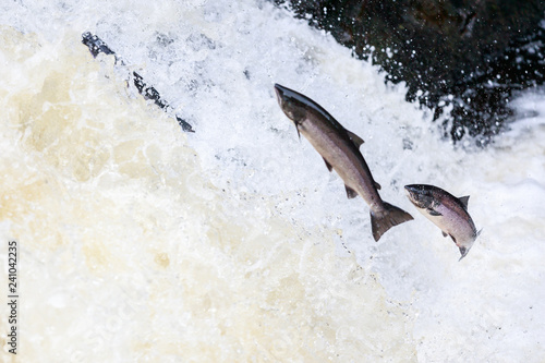 Large Atlantic salmon leaping up the waterfall on their way migration route to their spawning grounds