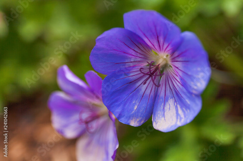 Flower - Geranium Rozanne 