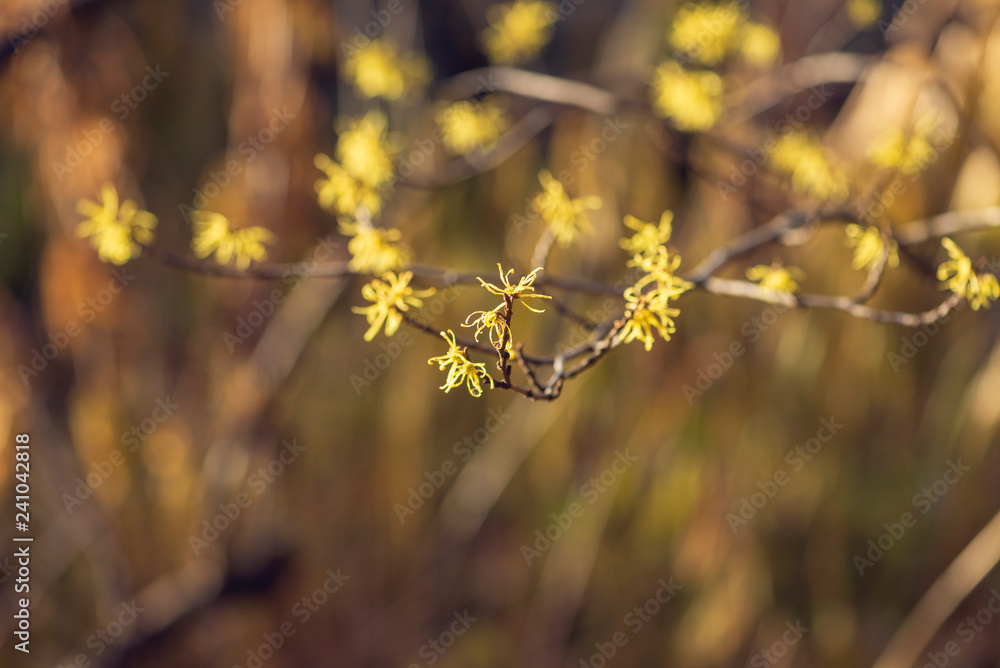 Yellow witch hazel flowers blooming in the winter Yellow witch hazel flowers blooming in the winter